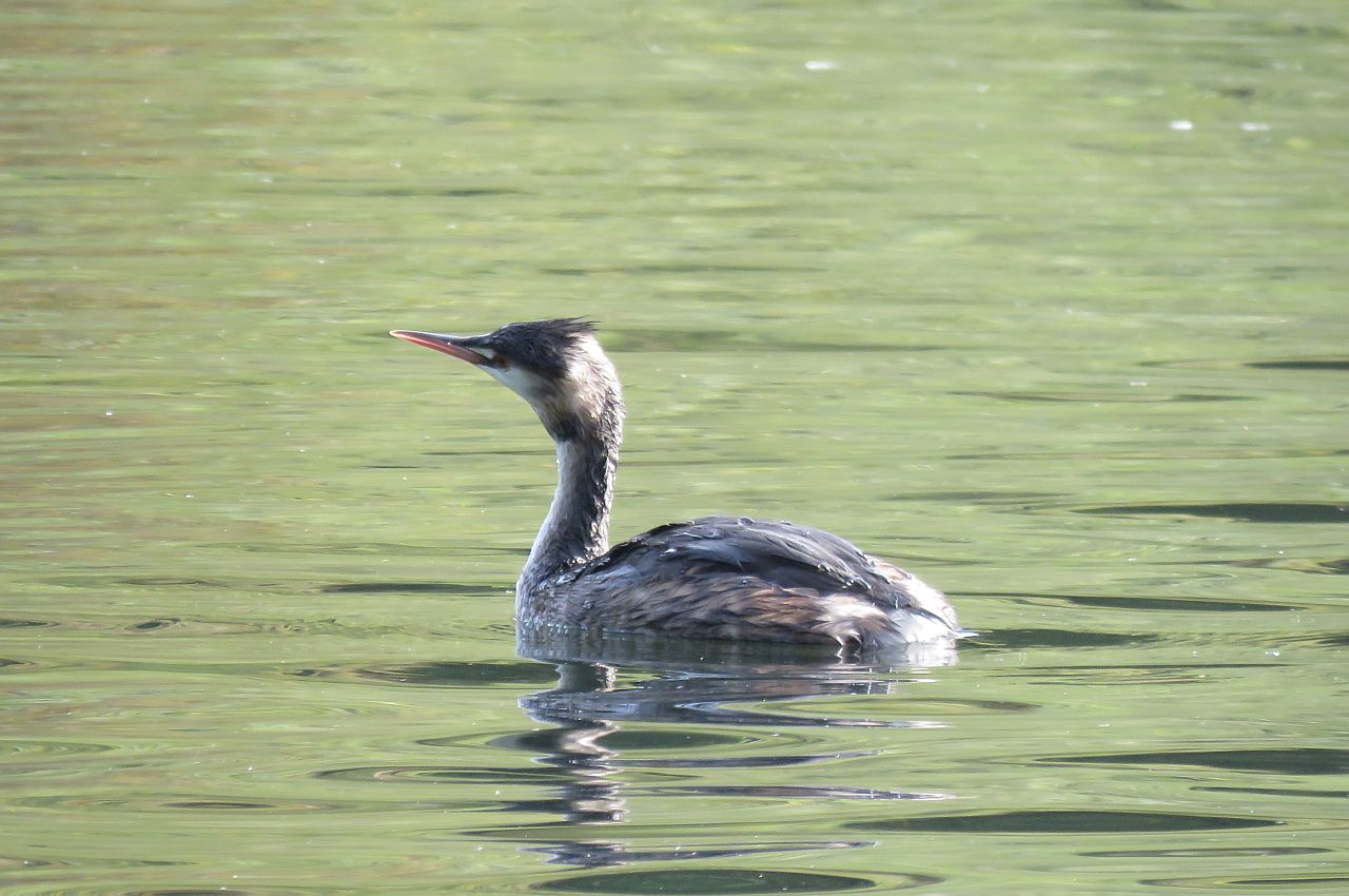   Great crested Grebe 